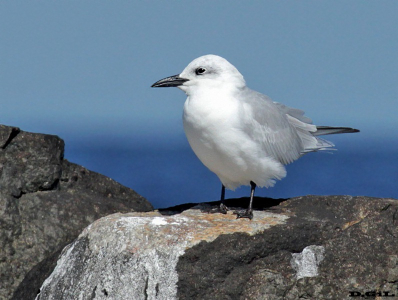GAVIOTÍN PICO GRUESO (Gelochelidon nilotica)  - Rocas en Rambla de Carrasco - MONTEVIDEO (Abril 2015)